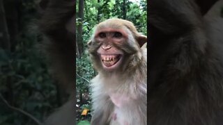 o macaco comediante 🤣🤣🤣