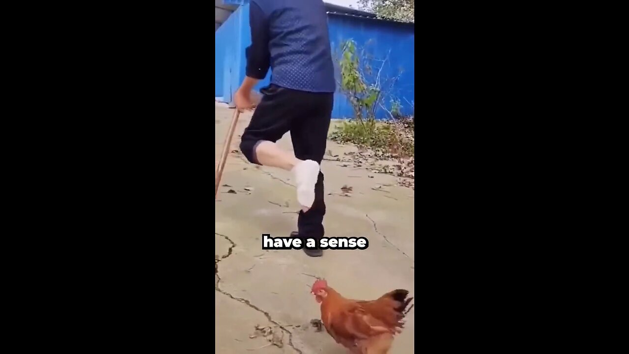 CHICKEN HUMOUR