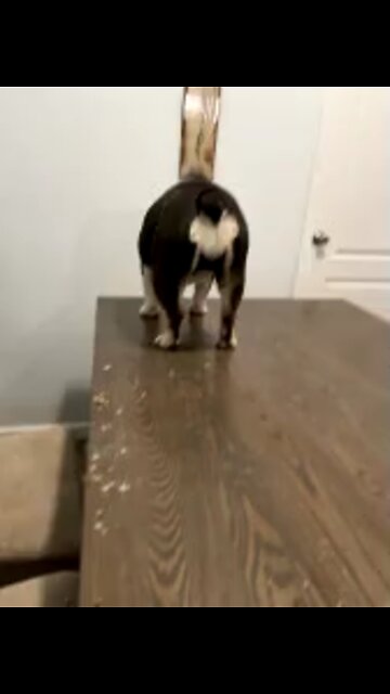 Dog eats leftovers off table