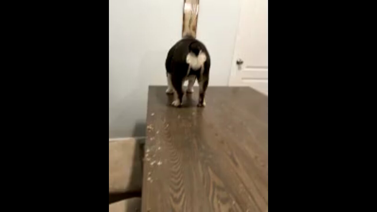 Dog eats leftovers off table