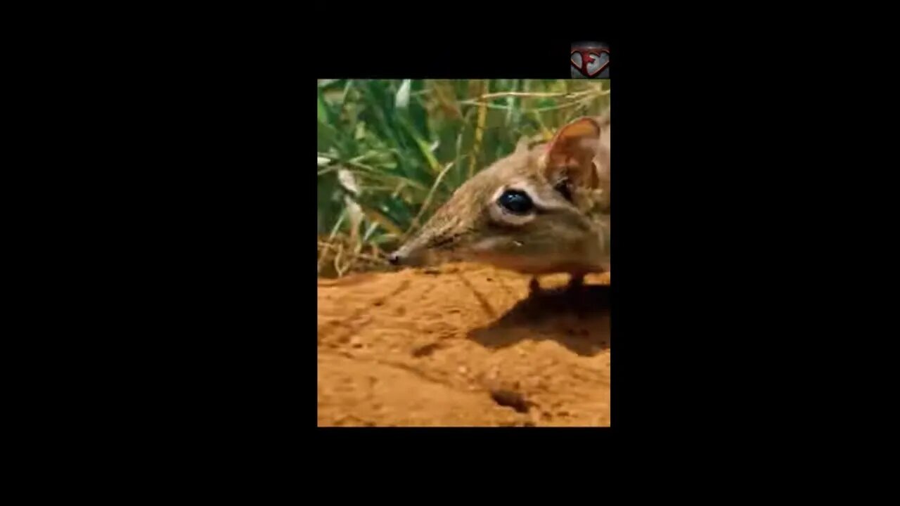 The Elephant Shrew Facts #shorts #interestingfacts #animals