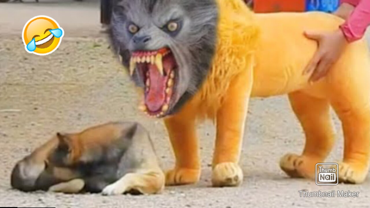 Troll Prank Dog Funny & Fake Tiger Prank to Dog