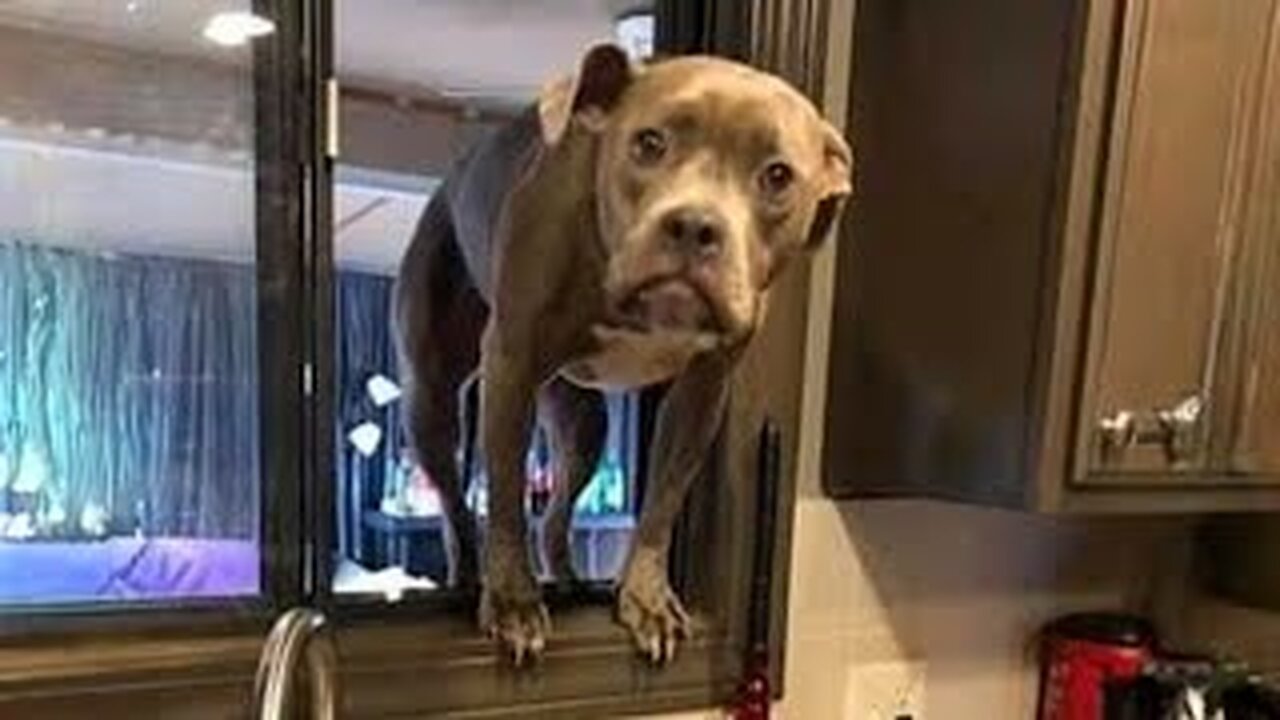 Funny Cats ,Dogs Videos 😁 - BEST Funny Animal Videos 2024 🥰