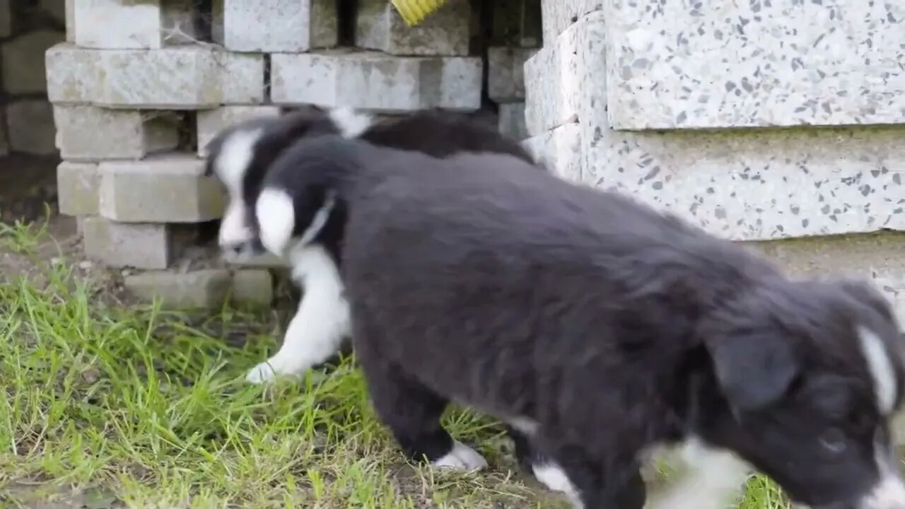 Two cute little puppies playfight - closeup