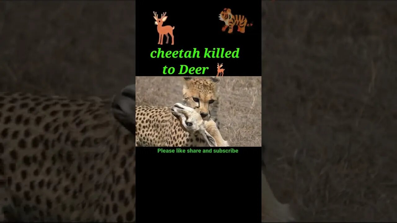 Tiger cheetah killed to Deer 🦌#shorts #shortvideo #youtubeshorts