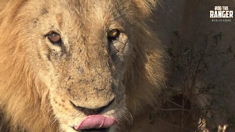 Patience Pays Off When Sitting With Sleepy Lions!