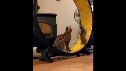 try not laugh 😅 cute cats