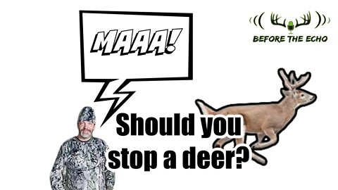 Should you try to stop a deer? MAAAAAA!