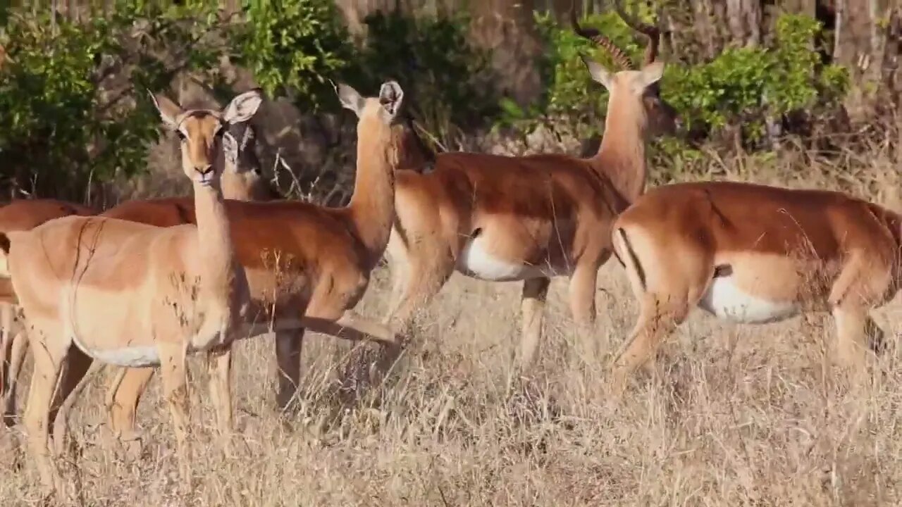Impala cautiously grazing in Serengeti