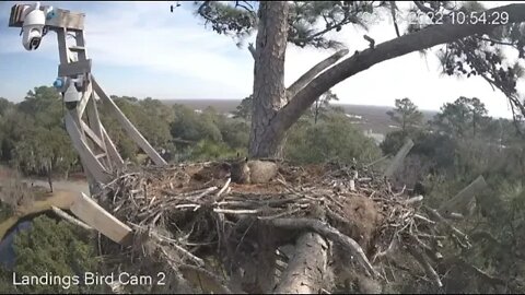 Osprey Sneaks a Peak From Fairway Branch 🦉 2/15/22 10:54