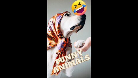Funniest Cats and Dogs🤣 2023 | best funniest cats