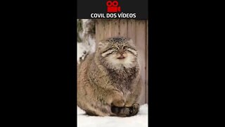 OLHA O TAMANHO DESSE GATO