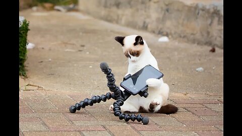 funny animals #shorts
