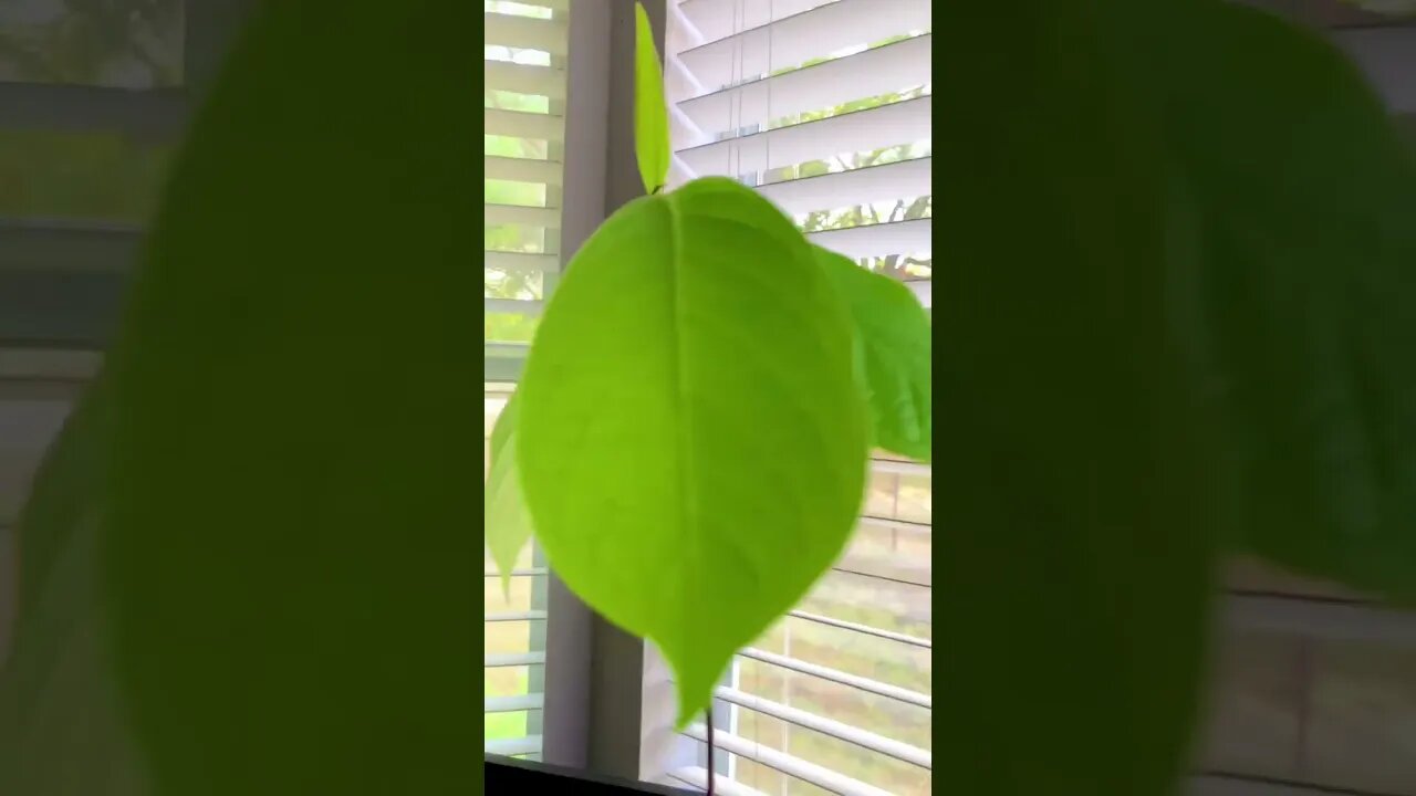 Start growing your trees 🌳 indoors! #shorts #viral #tiktok #trees