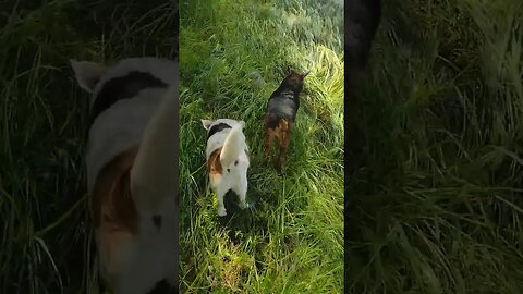 Racing... ❤️ #maddy #stinky #ausableriver