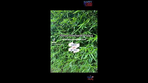 Dense -Tall - Greenwall Privacy Plants - Ocoee Bamboo Farm 407-777-4807 -Florida