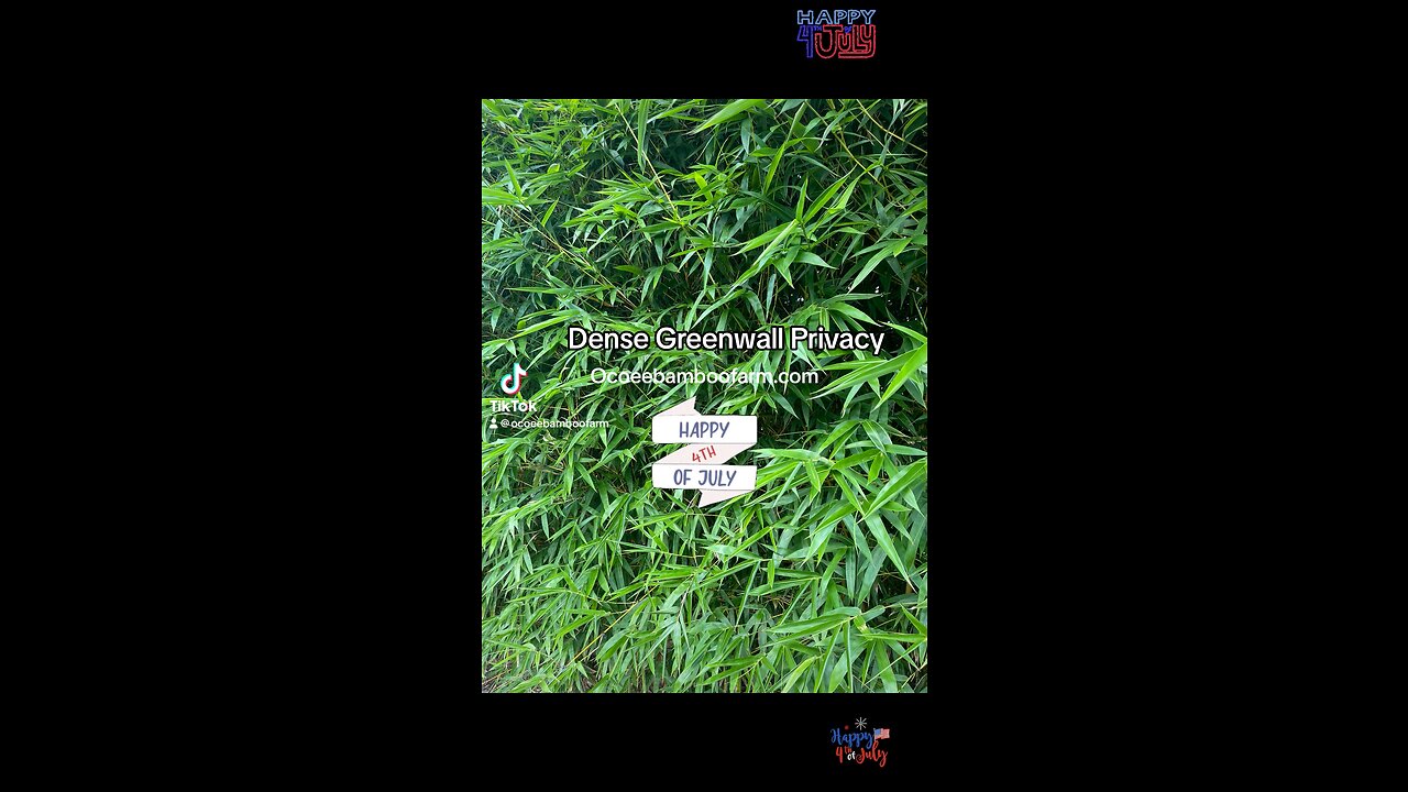 Dense -Tall - Greenwall Privacy Plants - Ocoee Bamboo Farm 407-777-4807 -Florida