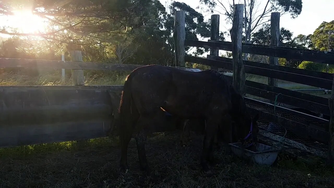 My horses