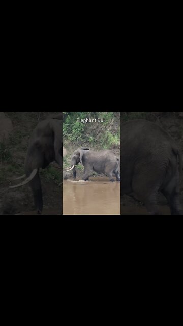 Maasai Mara Sightings Today 22/09/21 (Lions, Great Migration, etc) | Zebra Plains | #shorts