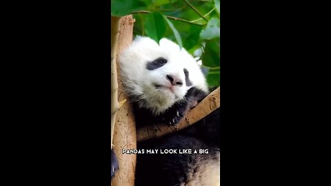 These Fluffy Pandas are Adorable and Dangerous