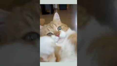 funny cat videos | cute cat videos| cute animals funny cats #shorts #shortsfunny #cutecat #funnycat