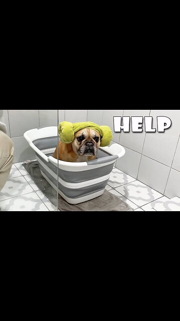 Brave dog taking a bath