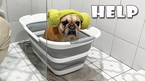 Brave dog taking a bath