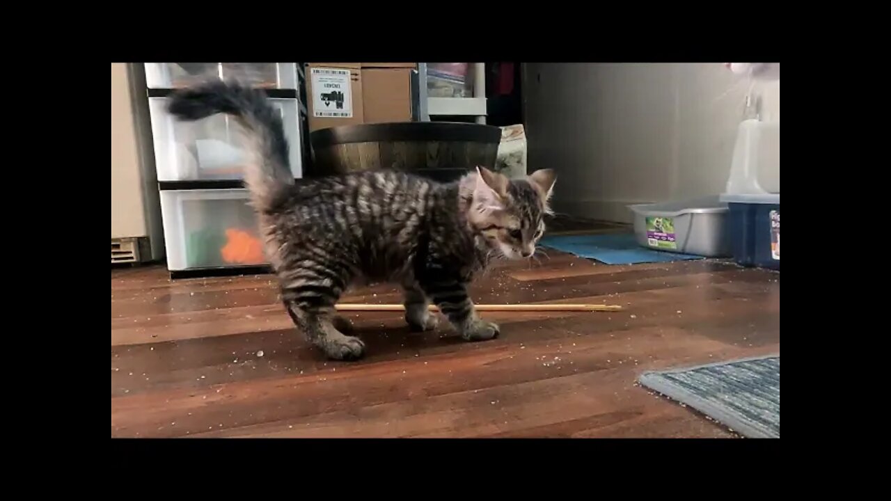 Kitten Superman- Did You See it?