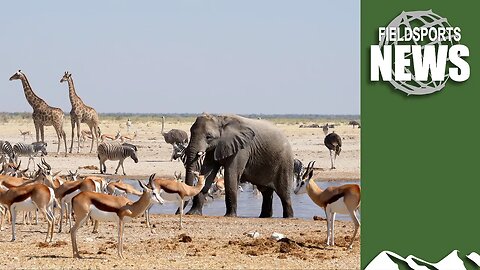 What the UK can learn from Botswana about looking after animals