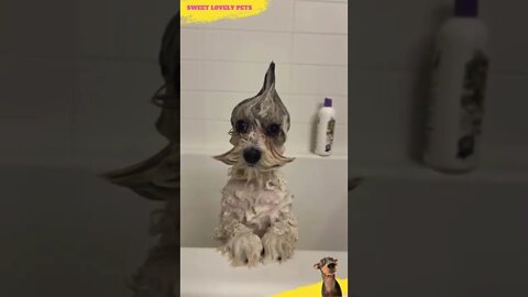 😜 Look at Funny 🐶 Puppy Taking a Bath 🛁 #Shorts