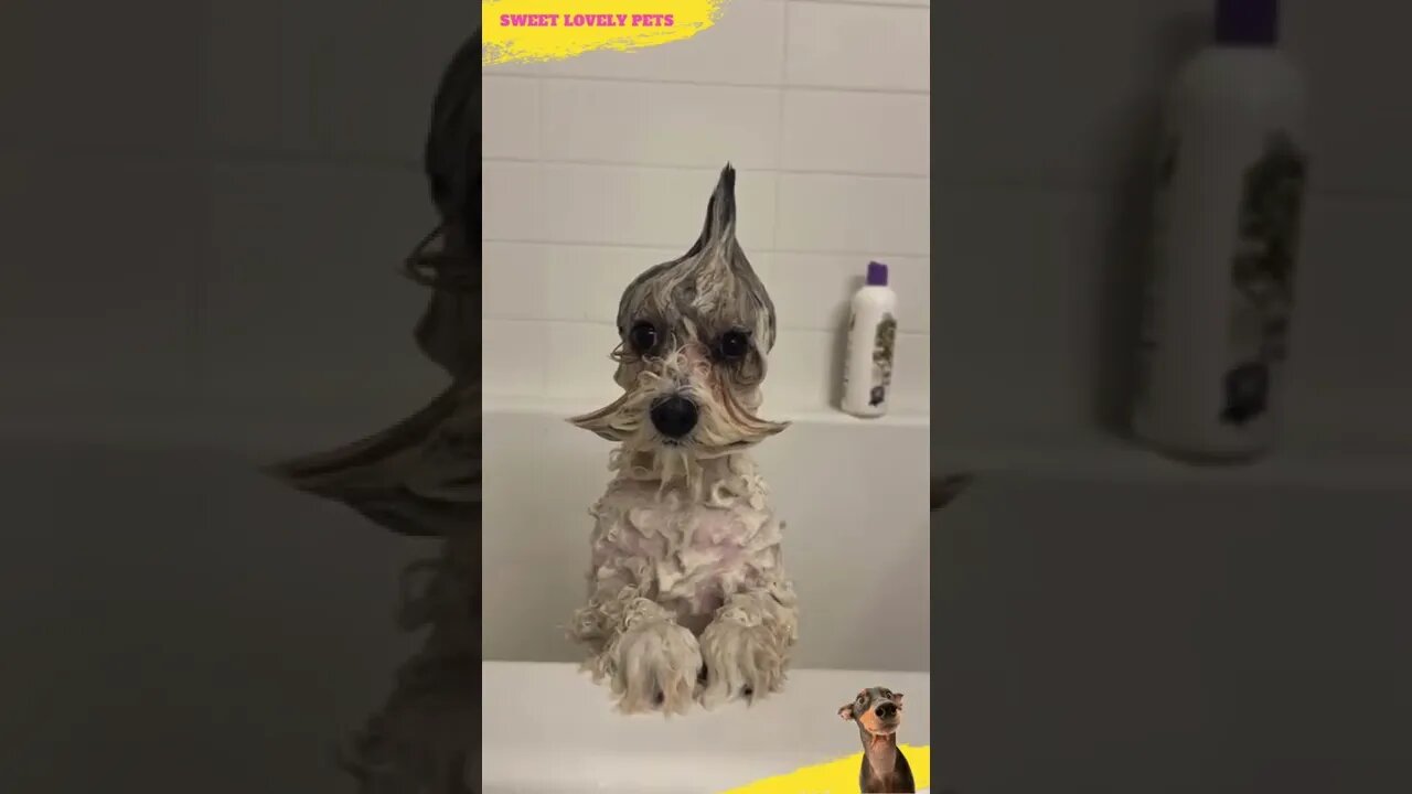😜 Look at Funny 🐶 Puppy Taking a Bath 🛁 #Shorts