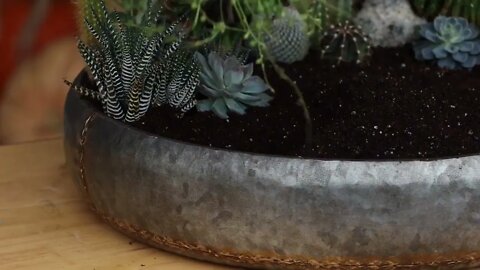 Succulent Treehouse Fairy Garden!