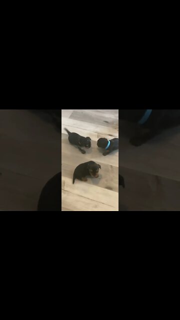 Cute, Cuddly and Clumsy Yorkie Puppies