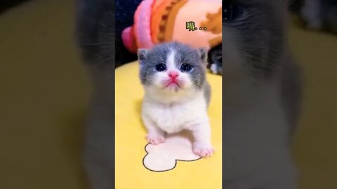 Omg So Cute Baby Cat ||😻😽💞 #shorts #shortsfeed #cutecats