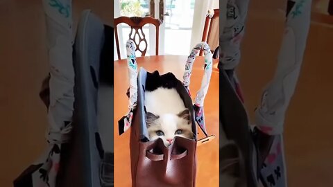 Cat Cute Video #cat #shorts #reels #funny #viralvideo