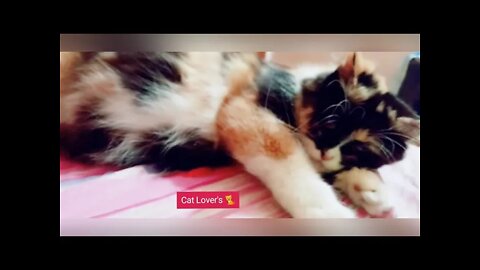 Cute Persian Cat | Cute Cat | Oreo | By Persian Cats Zone 😺