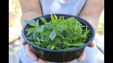 How to pick and use citrus leaves