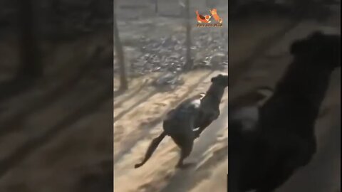 racing dogs in speed Cute and Funny Animals Reaction Videos Compilation #105 | Pets and Wild #dogs