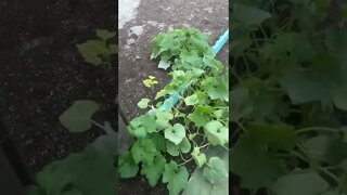 GodSpeed Garden Update: April 06, 2022