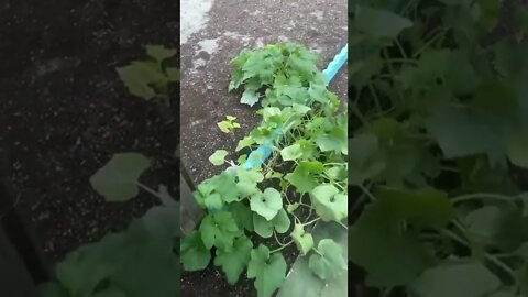GodSpeed Garden Update: April 06, 2022