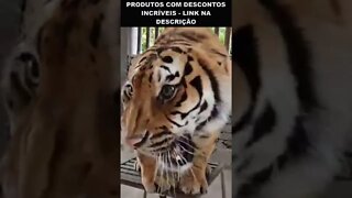 rugido de tigre
