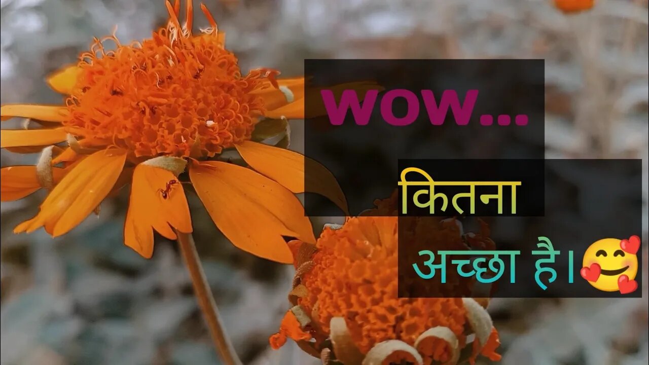 Wow.... Kitna accha hai. This video is deeply connected with nature ☺️😉