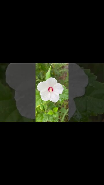 Hibiscus Survived the Drought!!