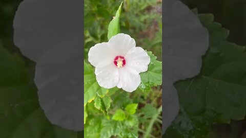 Hibiscus Survived the Drought!!