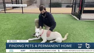 Pet of the Week: Pearl