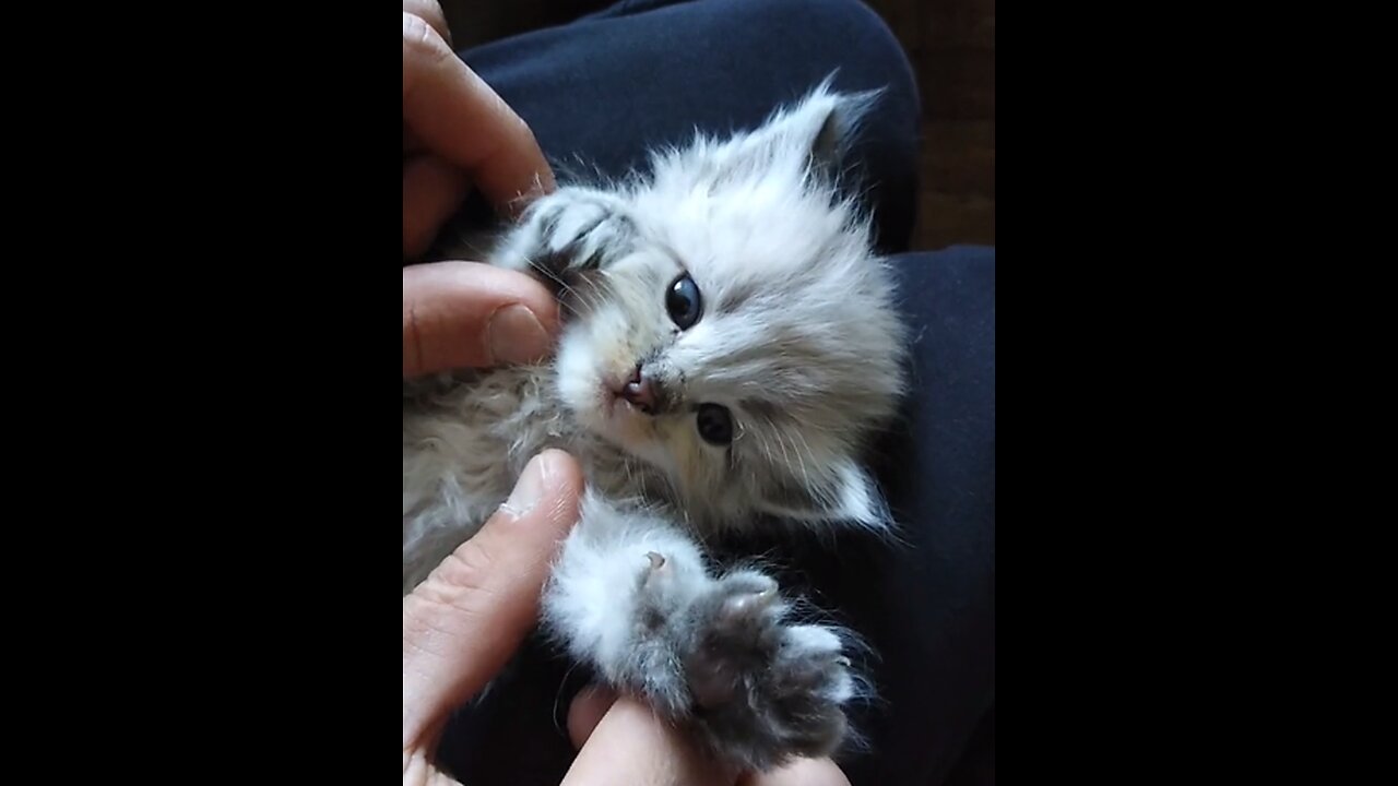 Cute Cat with Enjoyable mood