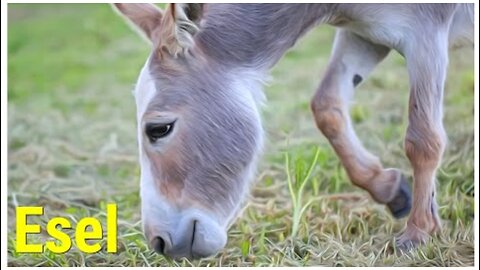 Farm funny animals and their sounds:Esel