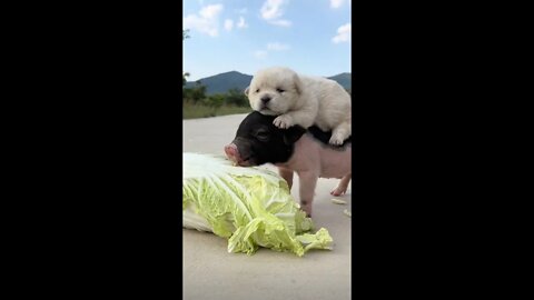 ...I'm a little scared to ride a pig