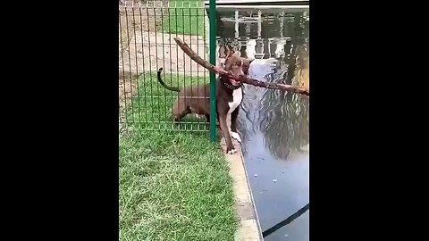 He had to stop, think, go back and try again. Smart dog!