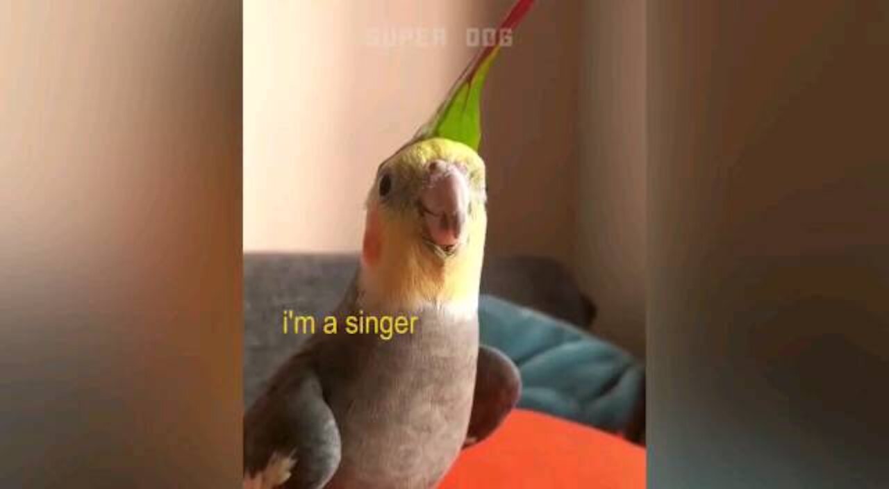 Funny Parrots ؟؟؟